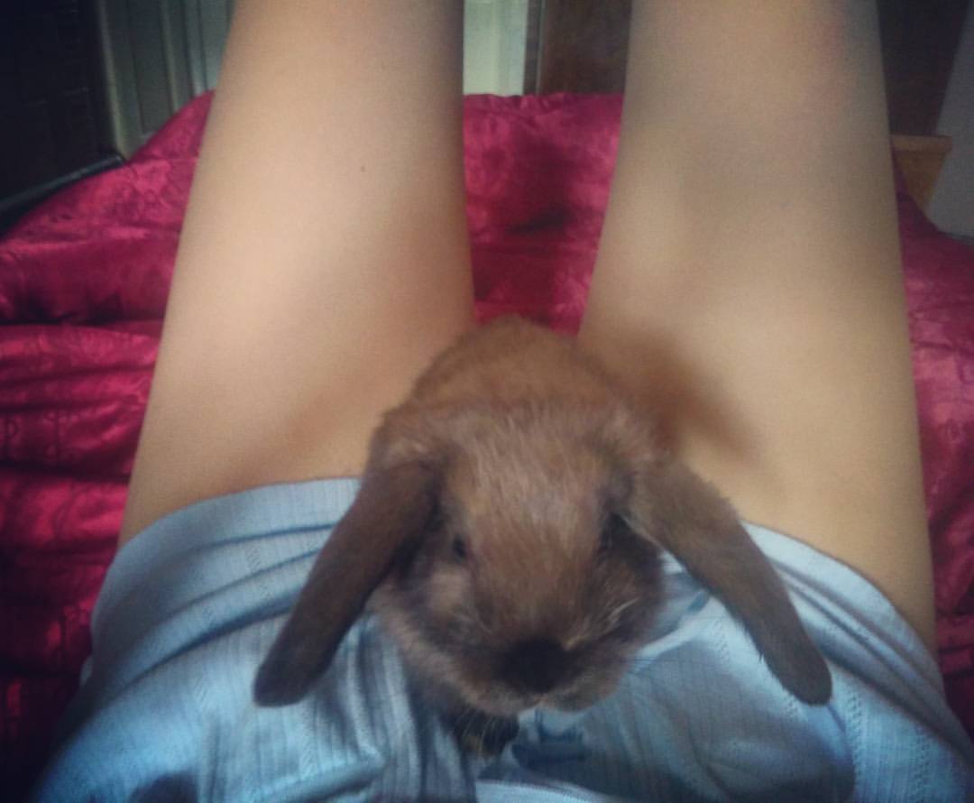 кролик между ног девушки